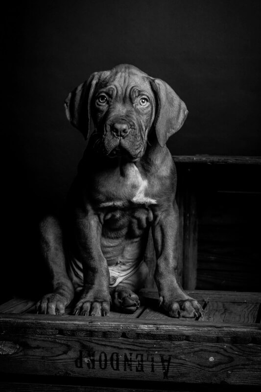 bordeauxdog