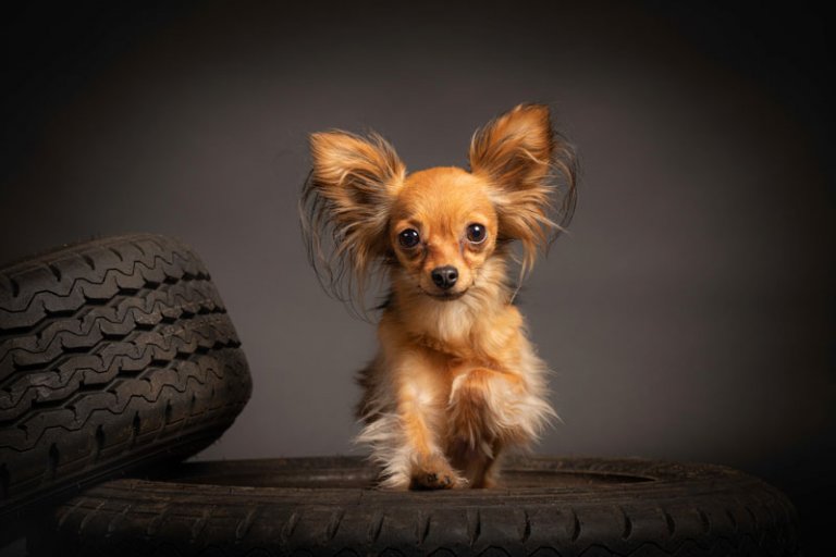 vlinderhondje, studioportret