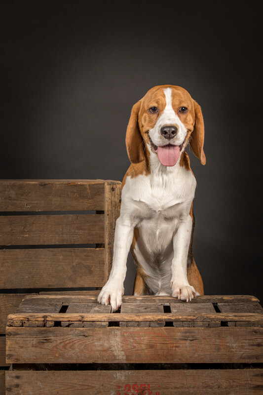 beagle, studioportret