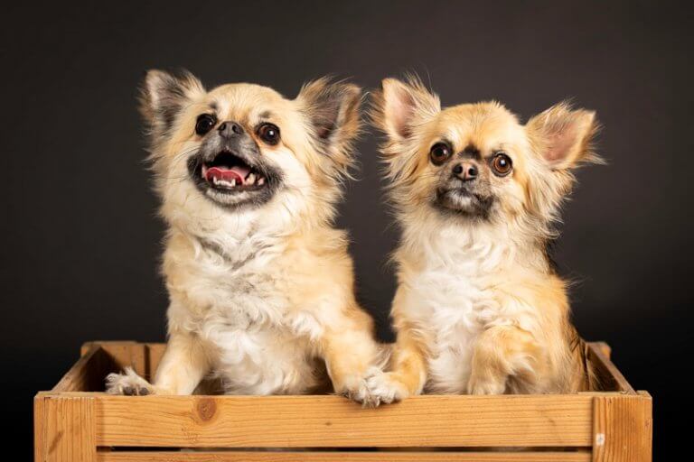 chihuahua's
