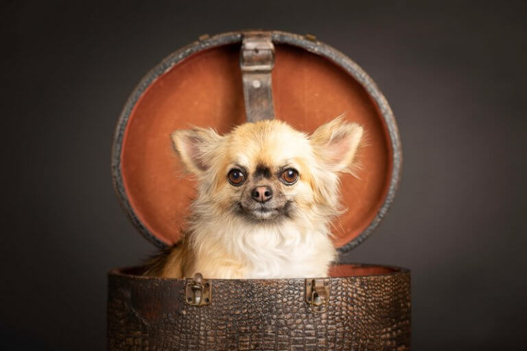 chihuahua, studioportret