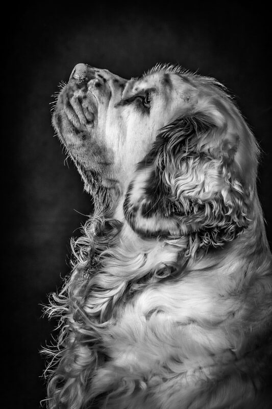 clumber spaniel
