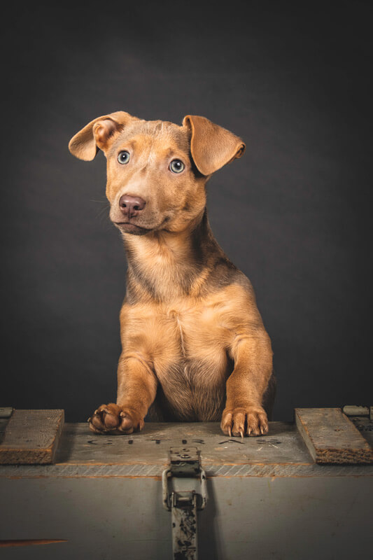 jack russell, studioportret