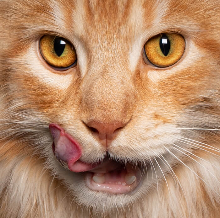 maincoon