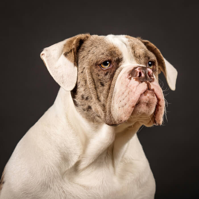 old english bulldog
