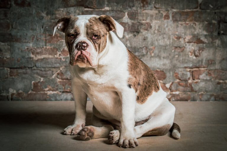old english bulldog