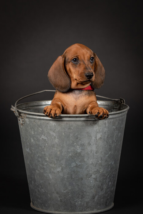 teckel, studioshoot, pup