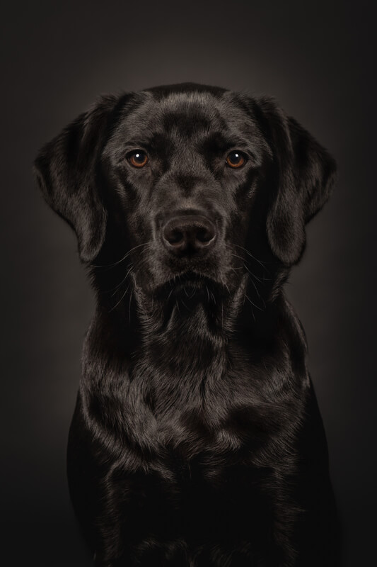 labrador