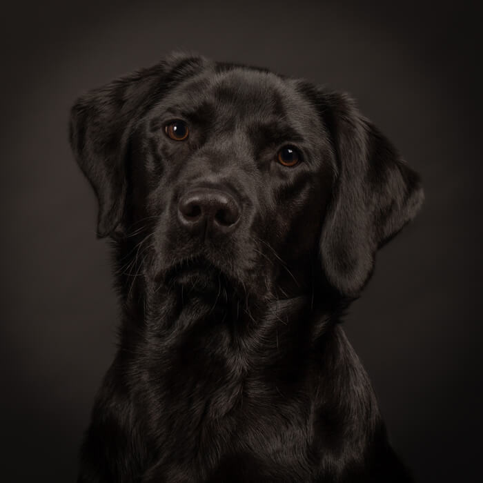 labrador