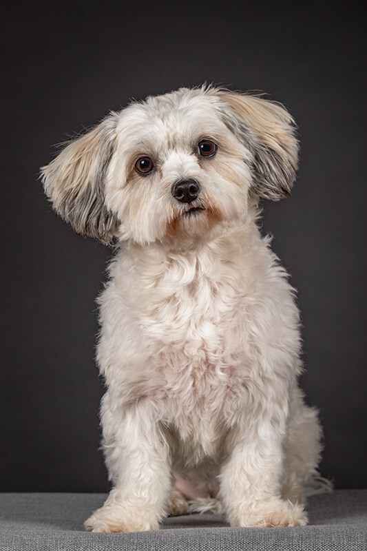 portret, hond