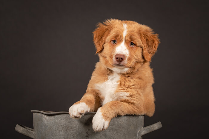 studioportret hond