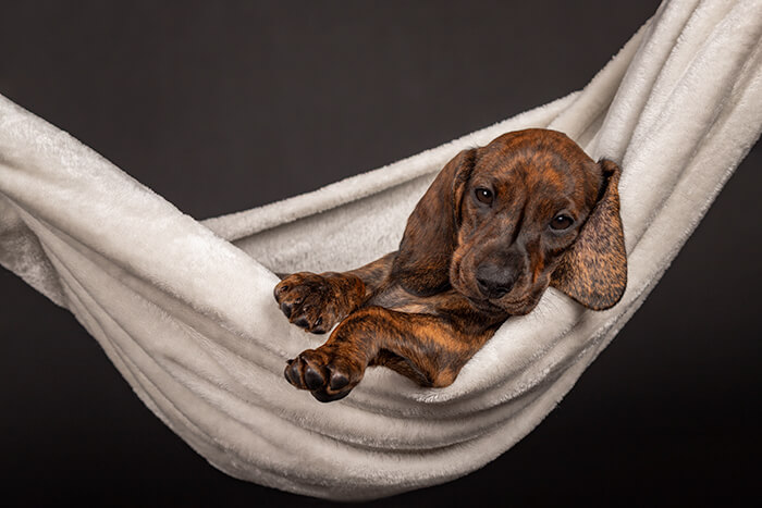 studioportret teckel pup
