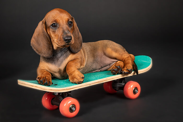 studioportret-teckel-op-skateboard
