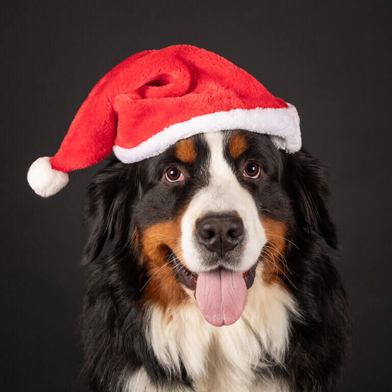 Studioportret van een bernersennenhond met kerstmuts
