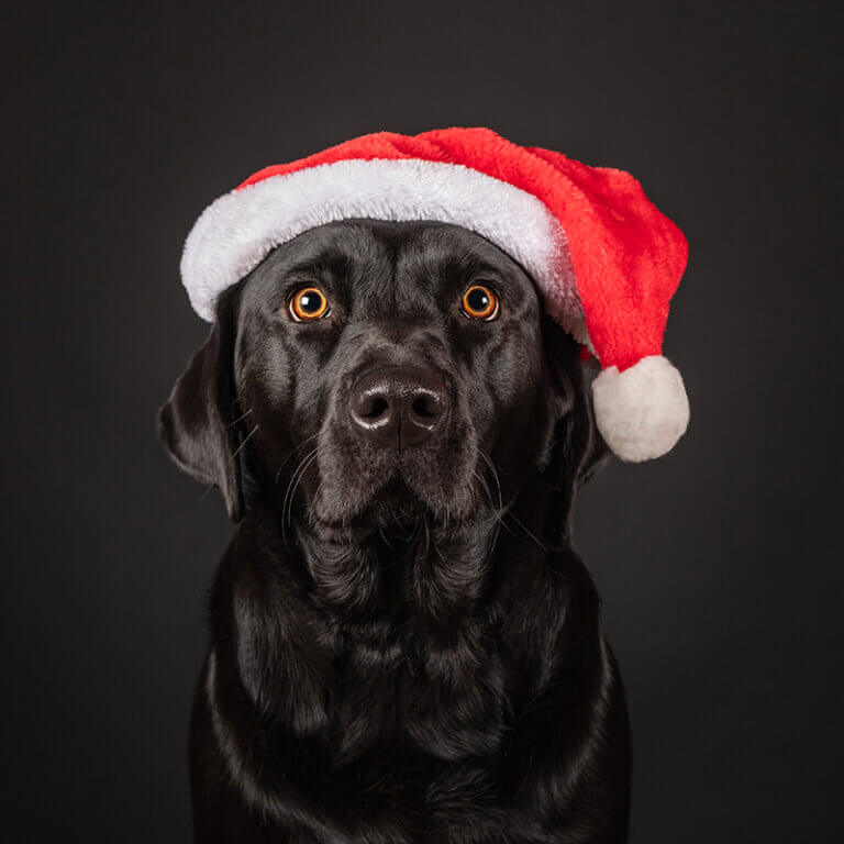 Studioportret van een zwarte labrador met kerstmuts op